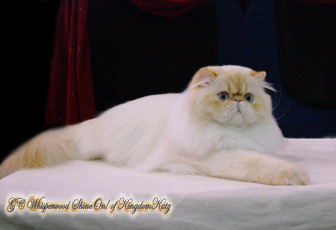 Persian Adoption: Persian Kittens for Sale and Adoption