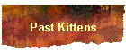 Past Kittens